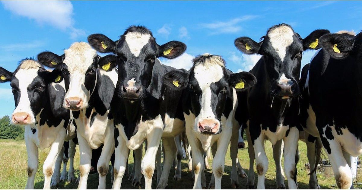 4,000 German Cattle to be Send to Qatar, Boost Dairy Supply Al Bawaba