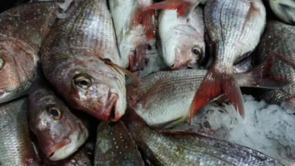 Wild fisheries only produce about 400,000 tons of fish per year - which amounts to about 35% of the annual fish catch