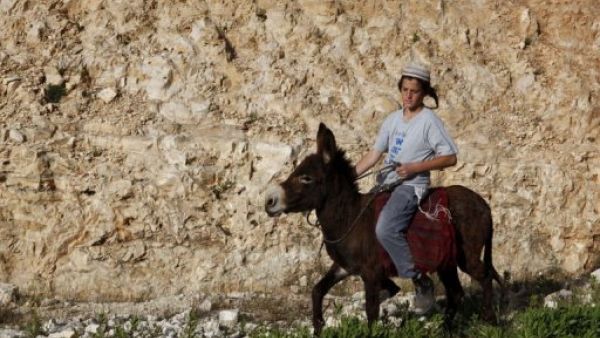 مستوطن اسرائيلي يركب حماره في مستوطنة بيت الجويش قرب رام الله 
 مستوطن اسرائيلي يركب حماره في مستوطنة بيت الجويش قرب رام الله