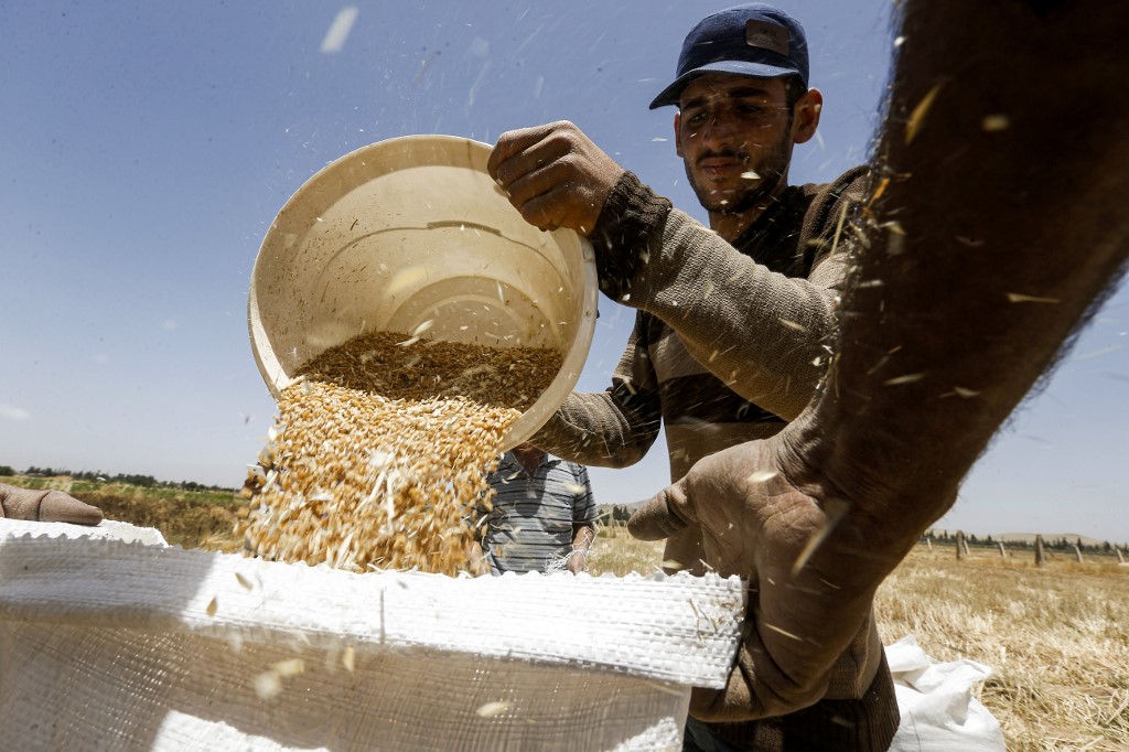 Syrian Farmers Rush to Harvest And Beat The Crunch! Al Bawaba