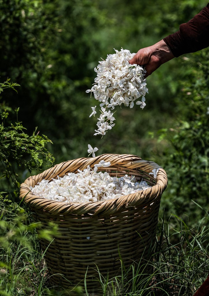 The Scent of Jasmine Covers Egypt Al Bawaba