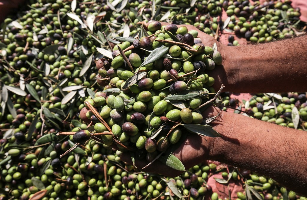 The Olive Oil Harvest Season Begins in Palestine Al Bawaba