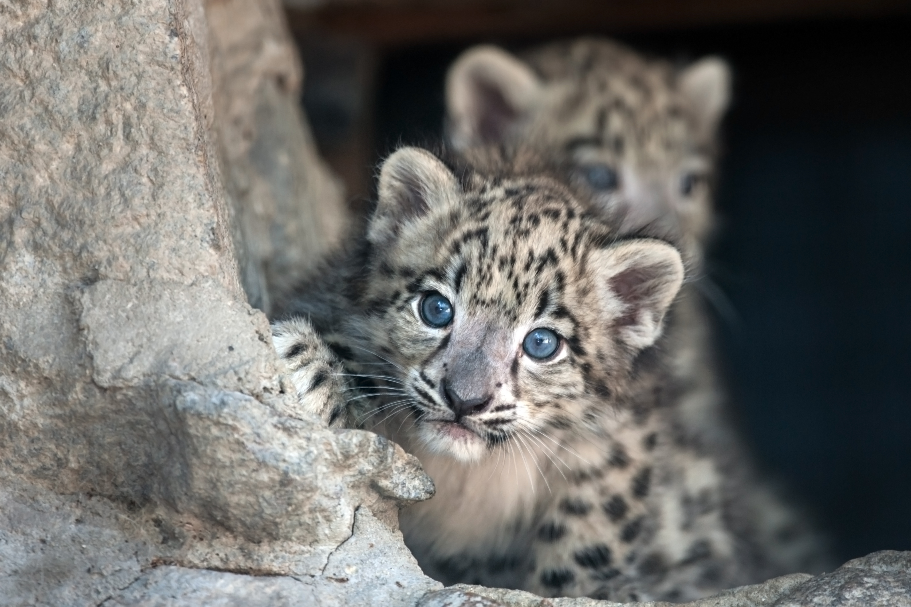 Snow Leopard Cubs With Mother