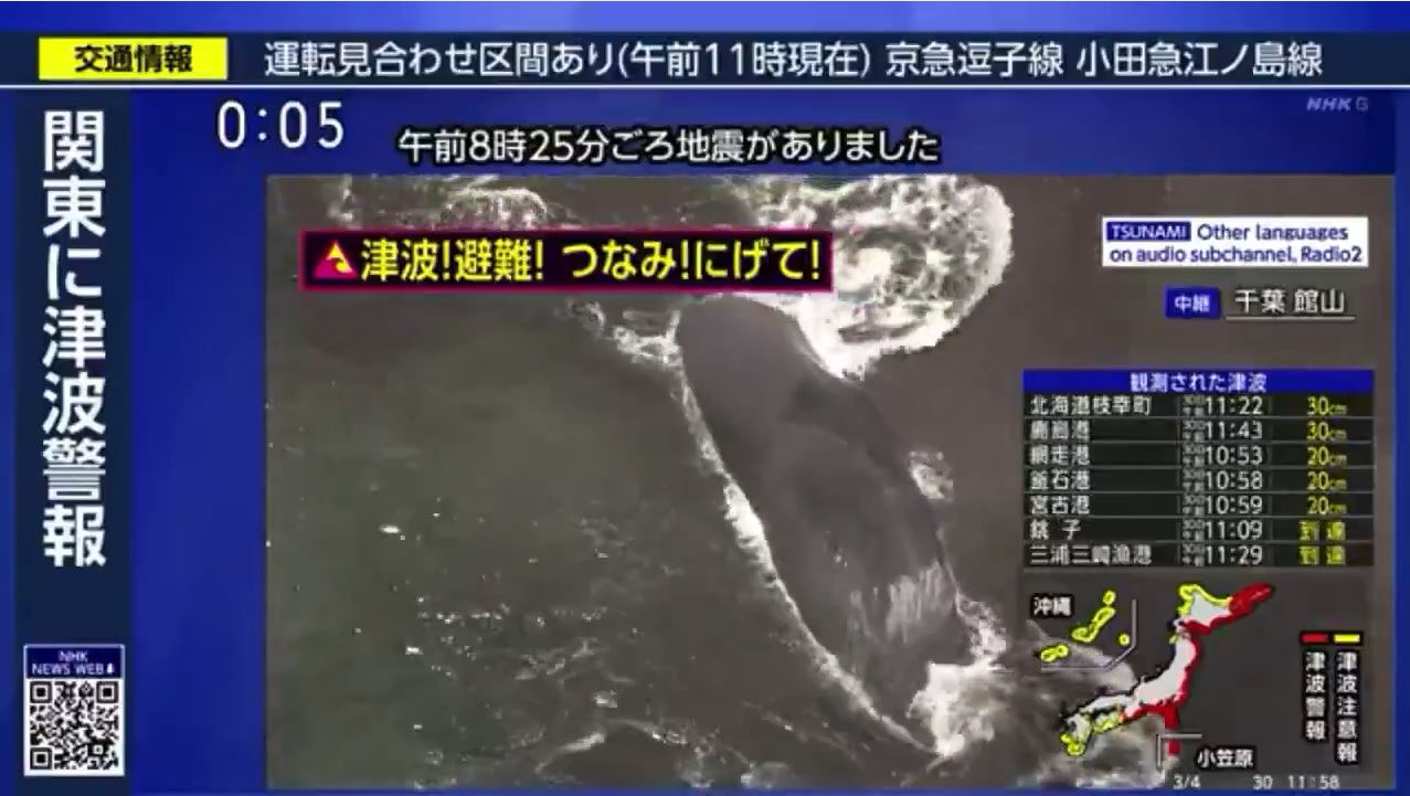 Video: 4 whales wash ashore in Japan after tsunami