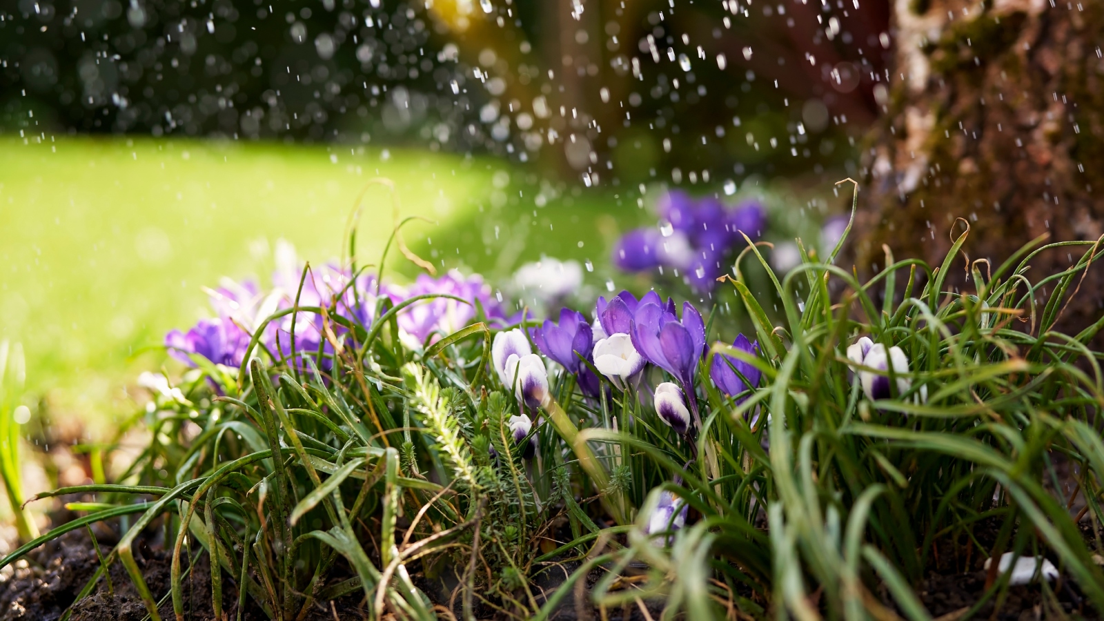 أمثال شعبية عن شهر نيسان بين المطر والربيع