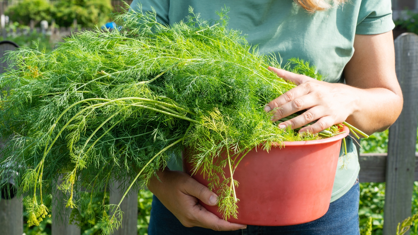 عشبة خضراء تحميكِ من فقدان البصر مع التقدم في العمر... ما هي؟