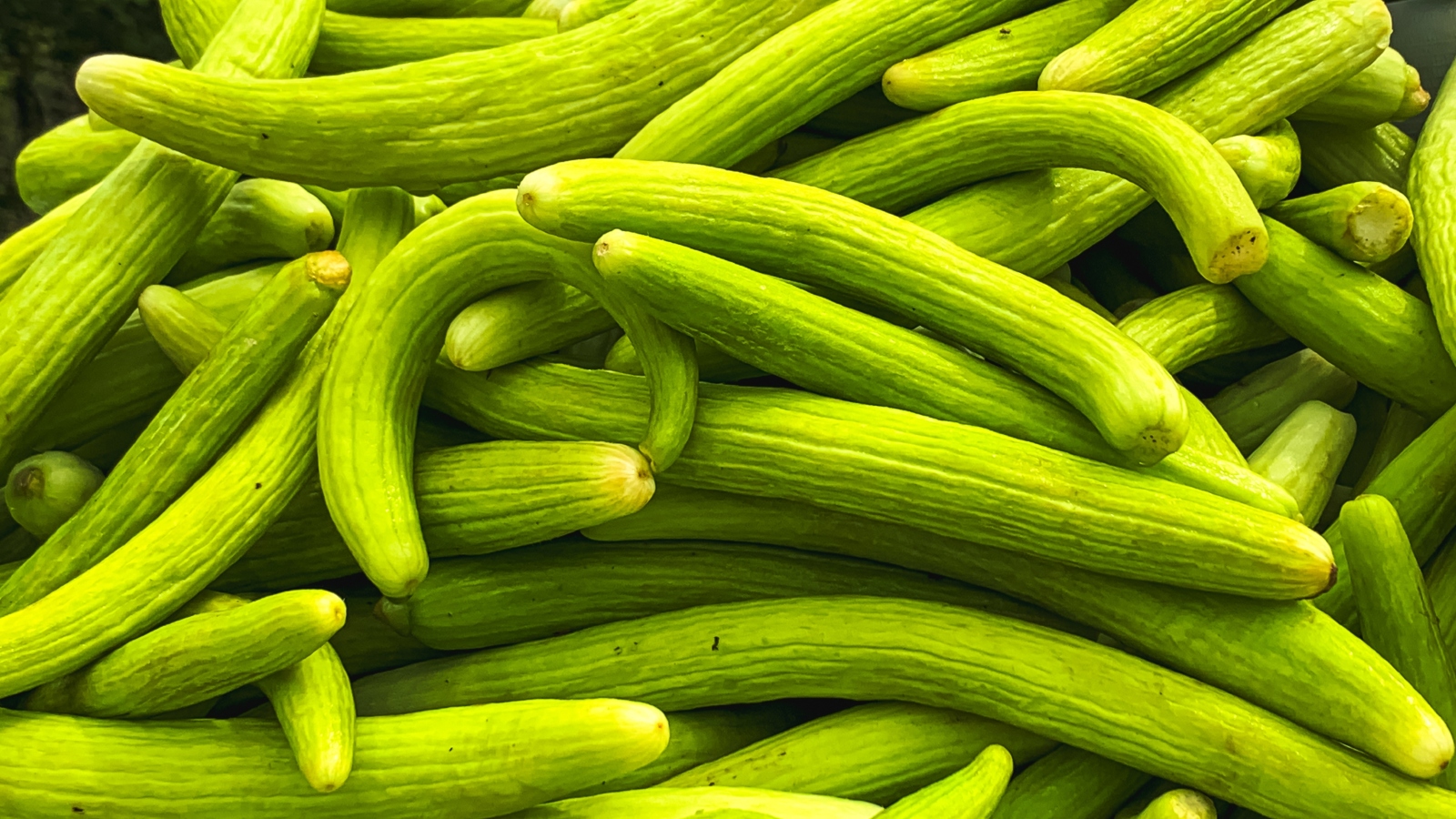 فوائد الفقوس لصحة الجهاز الهضمي والقولون