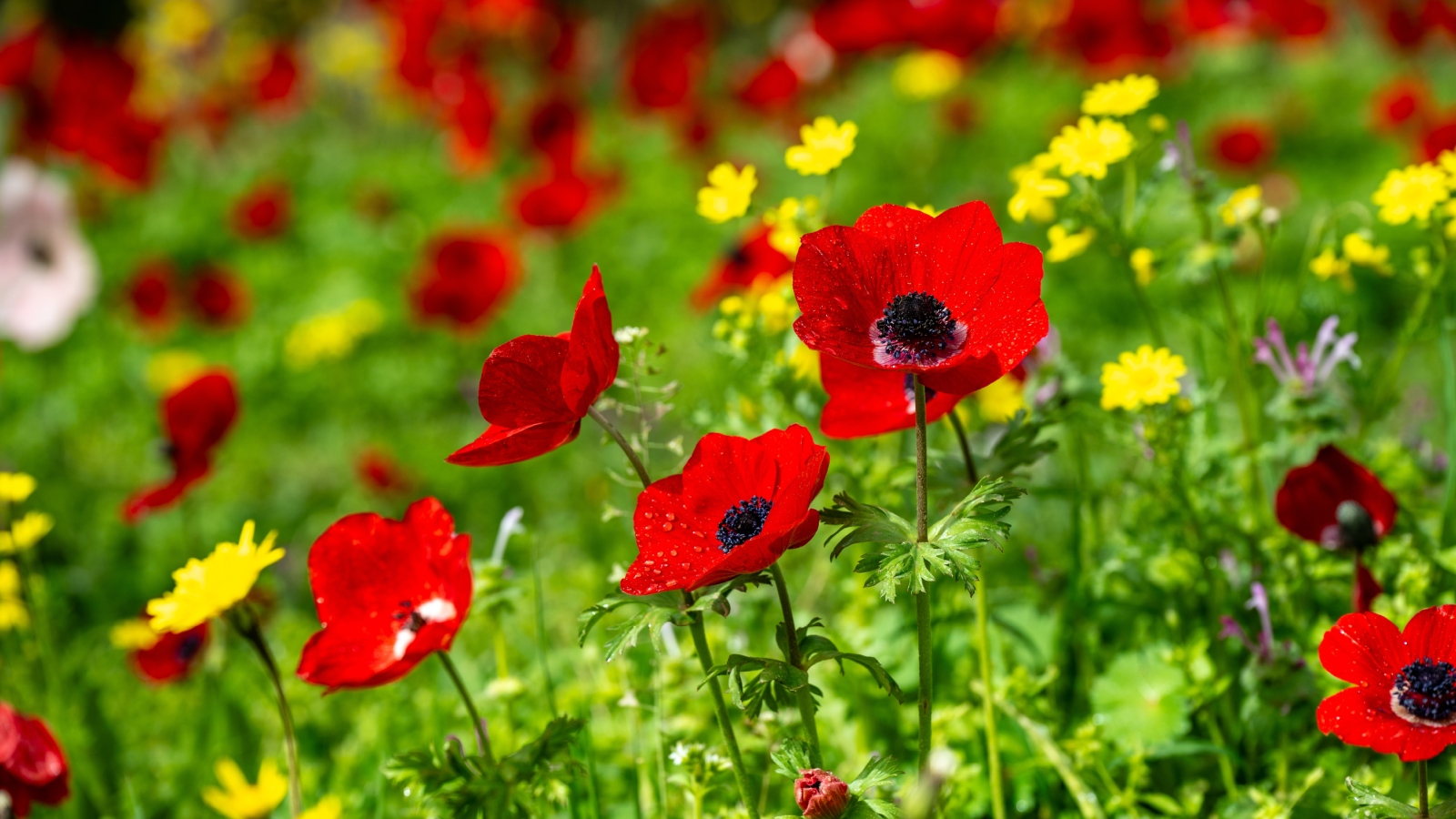 معلومات عن أزهار الدحنون