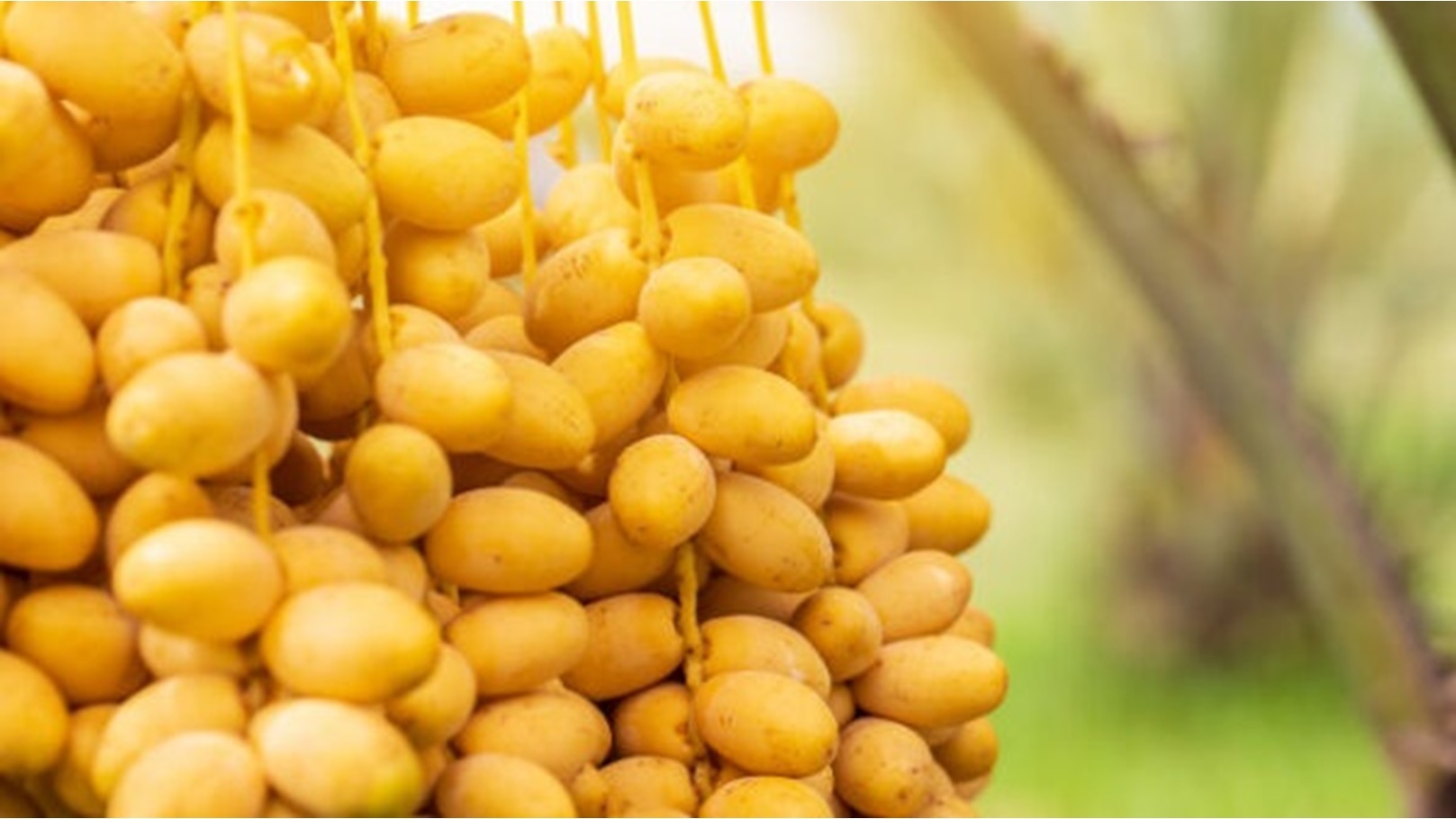 تفسير حلم النخل والبلح في المنام لابن سيرين والنابلسي