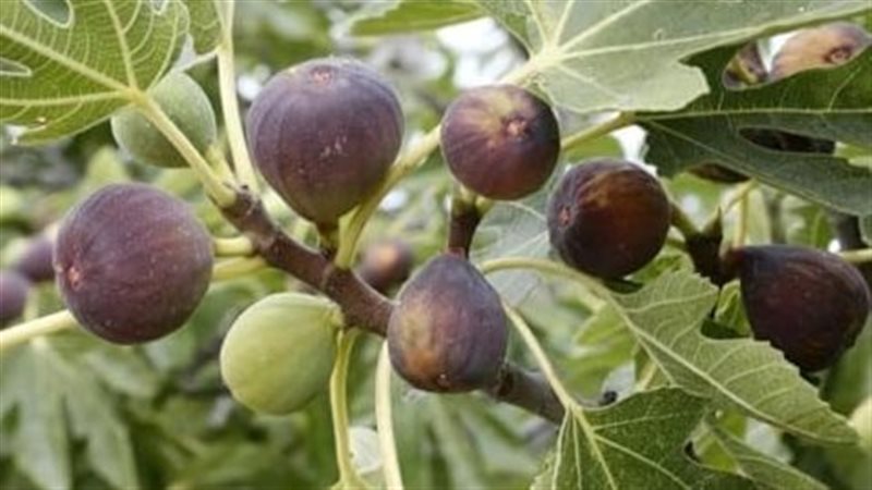 تفسير شراء التين في المنام ودلالاته لابن سيرين