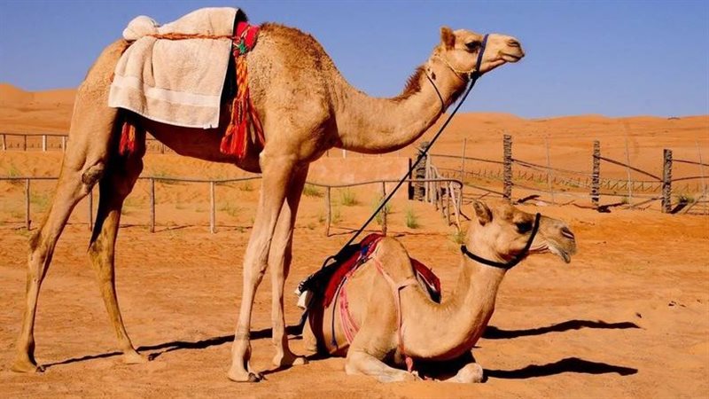 رؤية الناقة في المنام ومعنى ركوبها أو حلبها