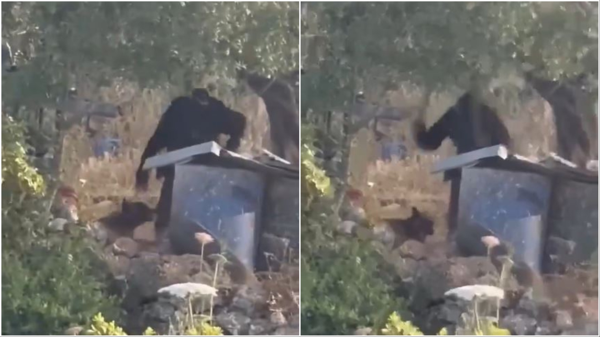 Horrific footage: Israeli settler brutally beats a dog