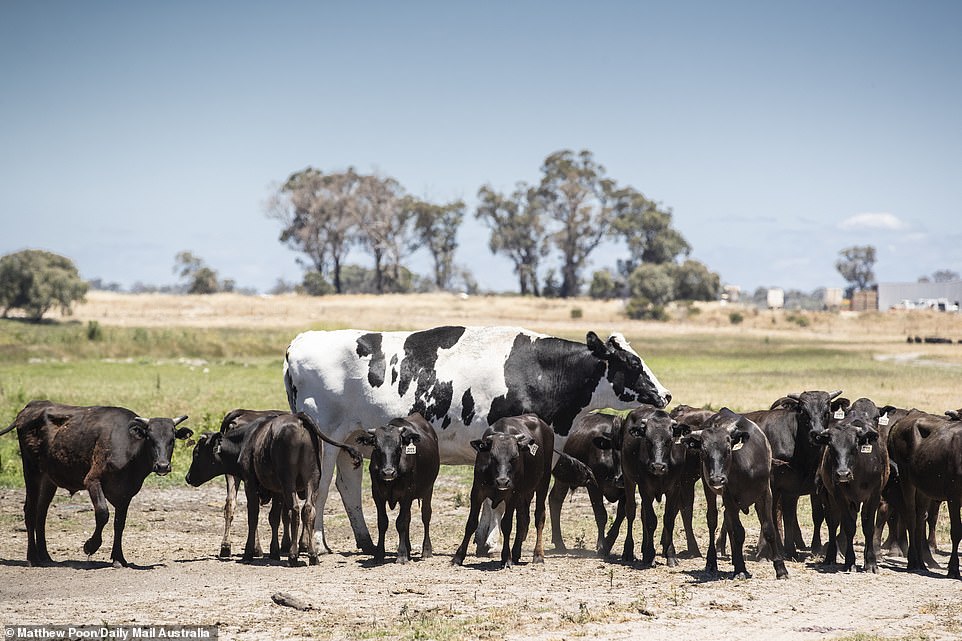 6ft Cow In Australia All About Cow Photos