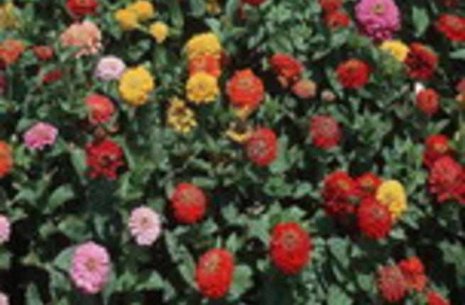 Uae Flower Industry Best Flower Site