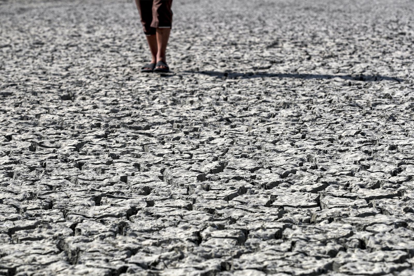 Iraq is shutting down fish farms to deal with water stress