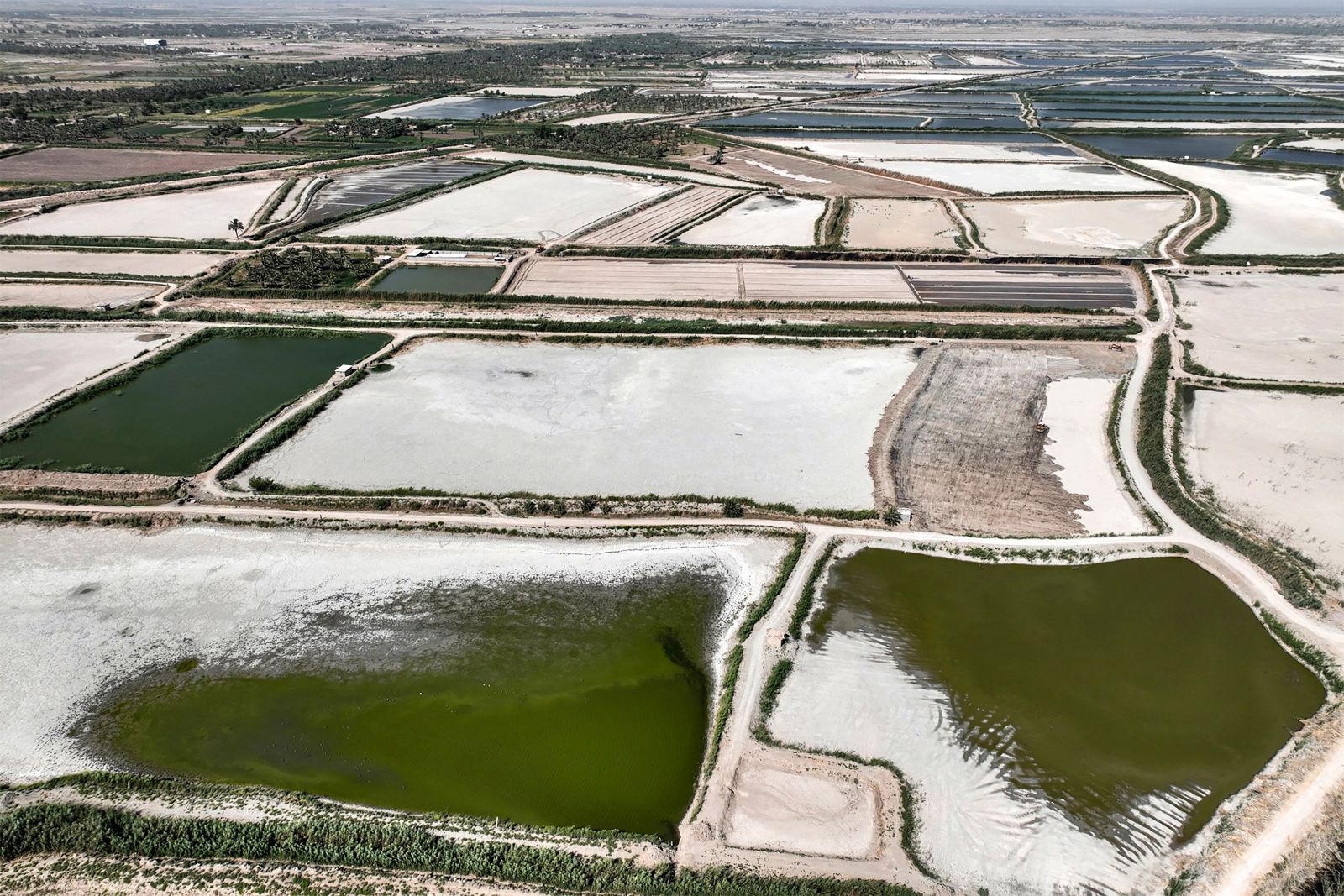 Iraq is shutting down fish farms to deal with water stress