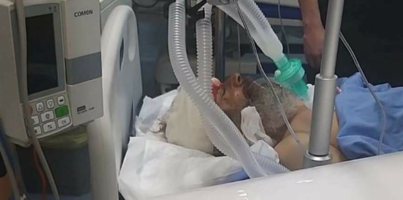 ""الشيخ سليمان الهذالين في المستشفى بعد تعرضه للدهس