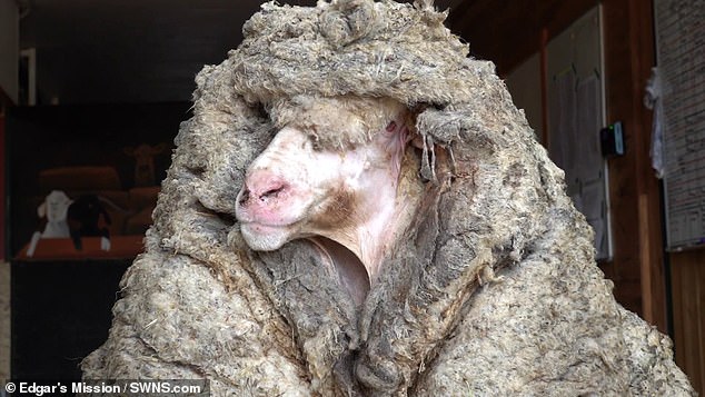 الخروف باراك