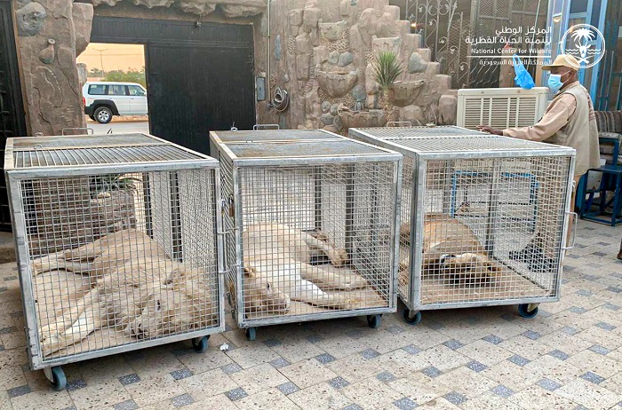 ضبط 3 أسود في منزل سعودي .. وعقوبة صارمة في انتظاره