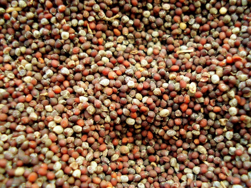 طبيب البوابة: أهمية بذور الخردل في النظام الغذائي