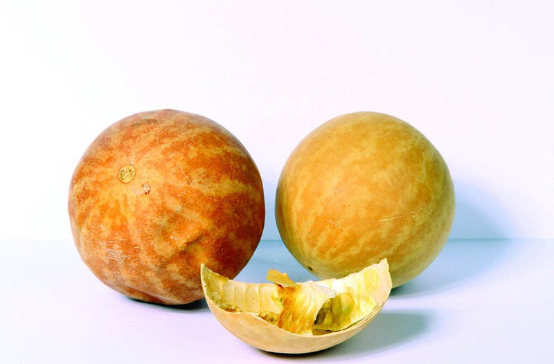 أهم المحاذير حول زيت الحنظل