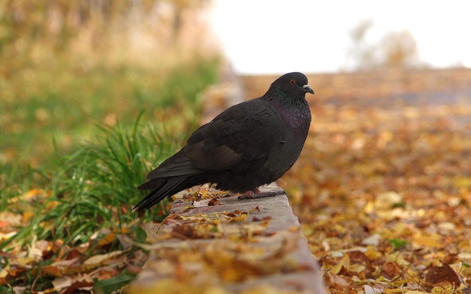 تفسير حلم الحمامة السوداء للحامل