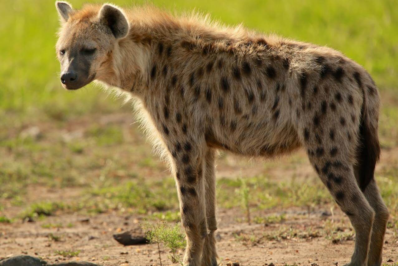 تفسير حلم الضباع في المنام للعصيمي