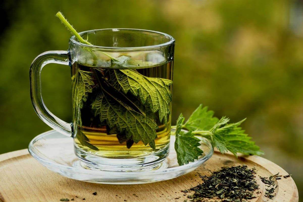 كيف استخدم عشبة كف مريم للحمل السريع