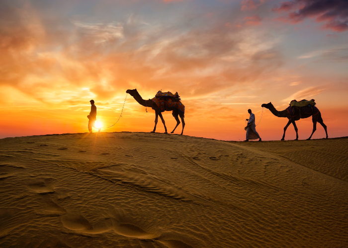 رؤية الجمل في المنام