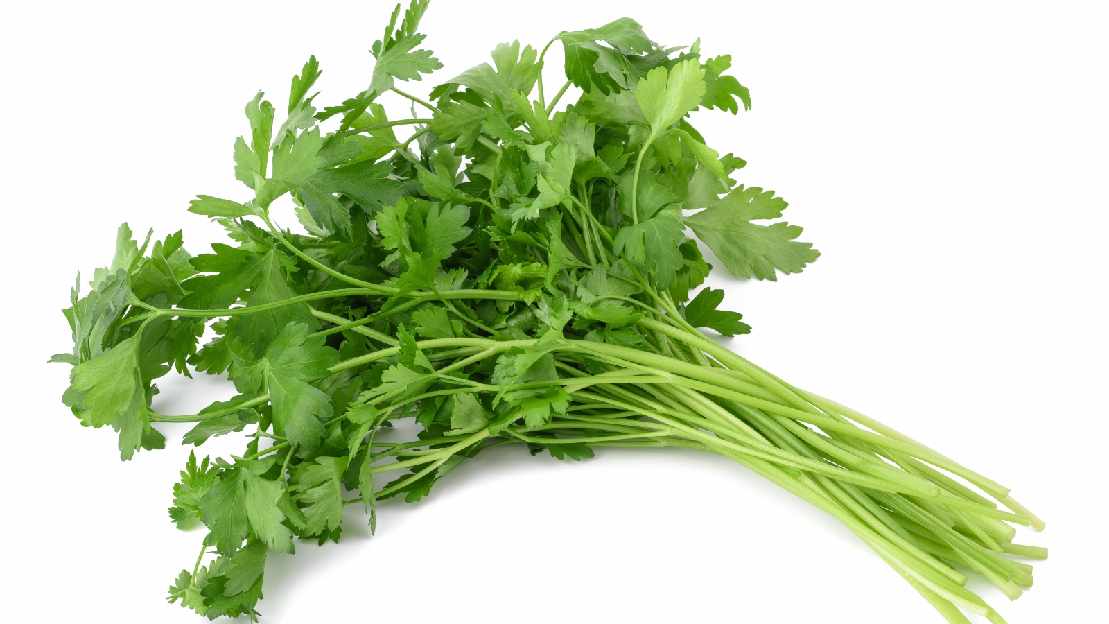 فوائد البقدونس للحامل البوابة