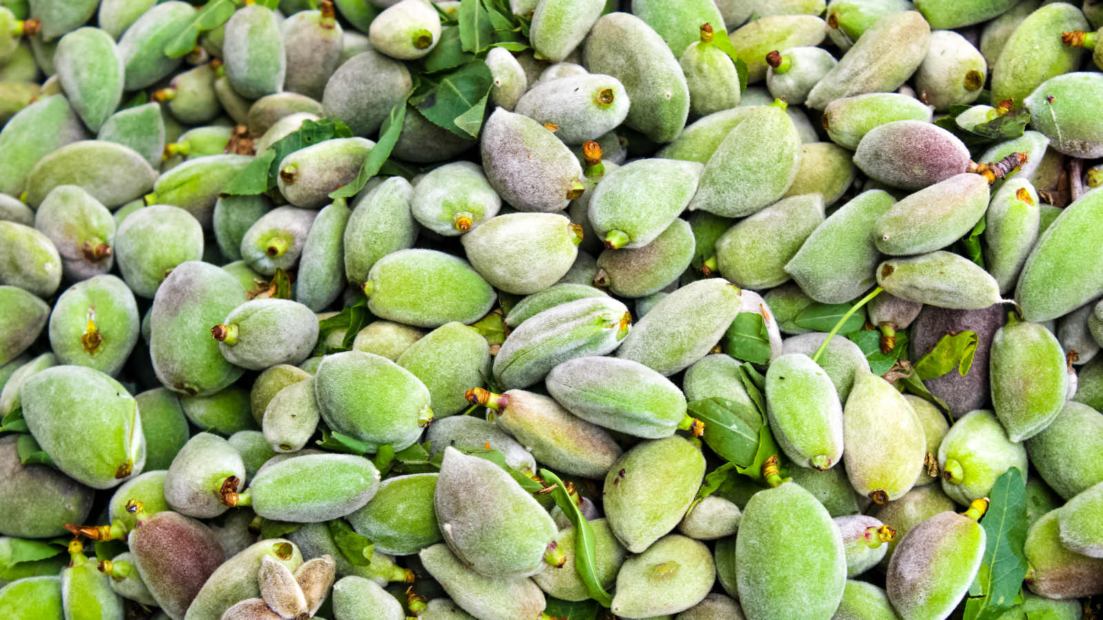 هل تناول اللوز الأخضر يسبب الحساسية؟