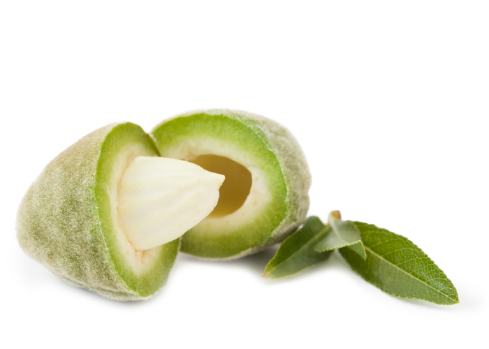  اللوز الأخضر