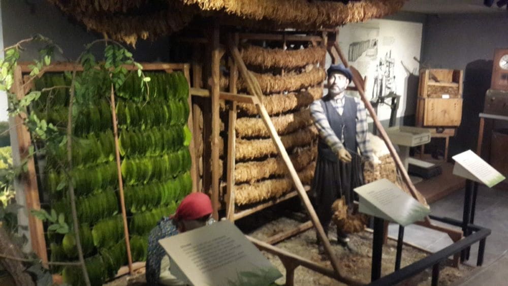 الأنشطة الترفيهية في متحف فيتيرانز سامسون