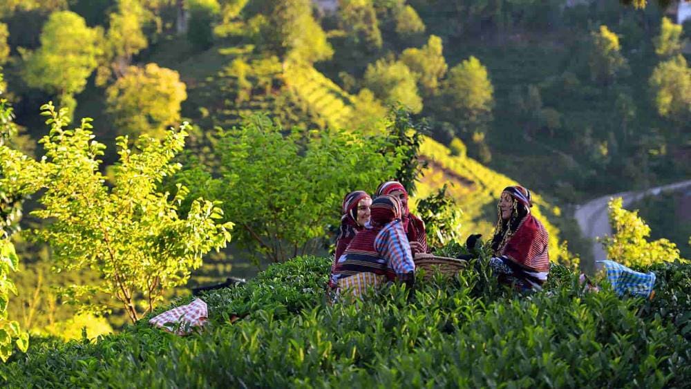 الأنشطة في مزارع الشاي في ريزا