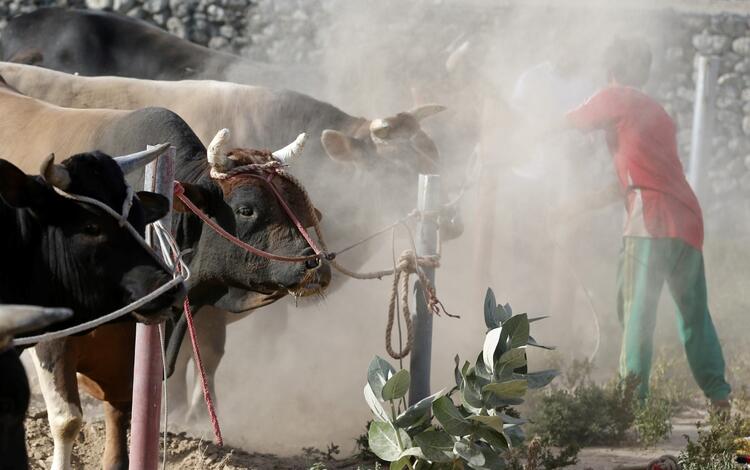 In Pictures: Cultural but Controversial UAE Bullfighting