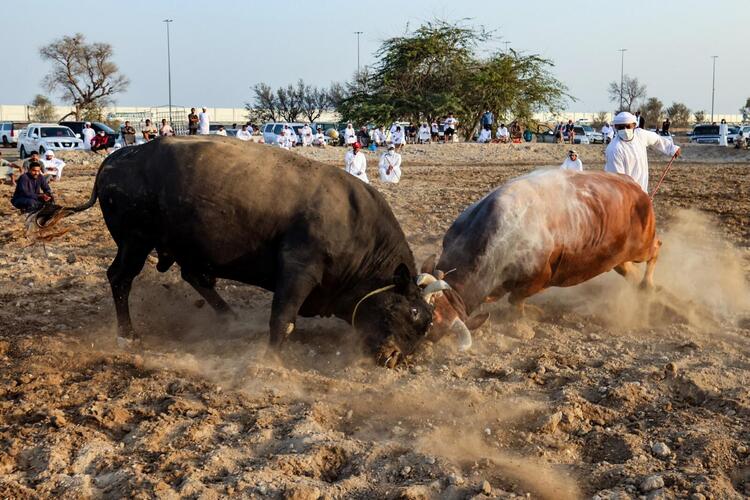 In Pictures: Cultural but Controversial UAE Bullfighting