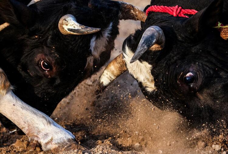 In Pictures: Cultural but Controversial UAE Bullfighting