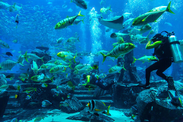 The Best Scuba Diving Spots in the Middle East