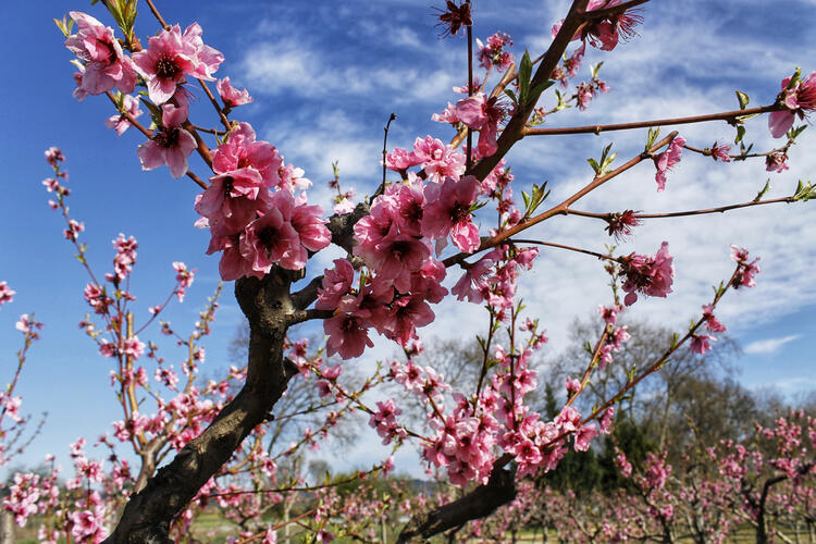 Five Springtime Nature Getaways
