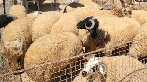 تفسير الأضحية في المنام
