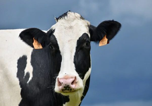 تفسير حلم البقرة السوداء والبيضاء تلاحقني