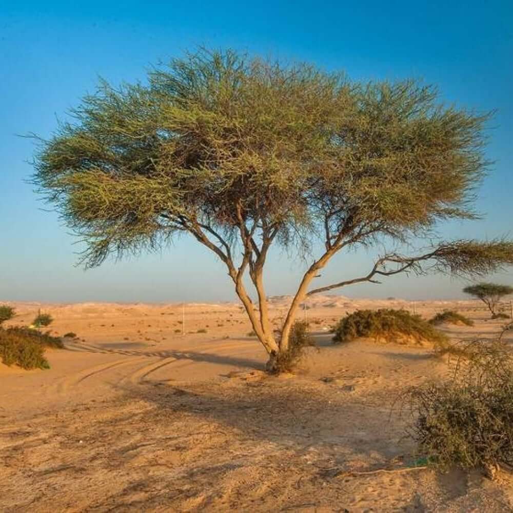 تفسير حلم سحر معلق في شجرة للمتزوجة