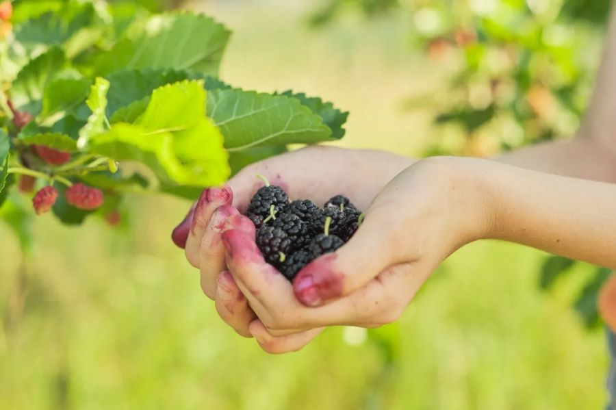 تفسير رؤية التوت في الحلم للمطلقة