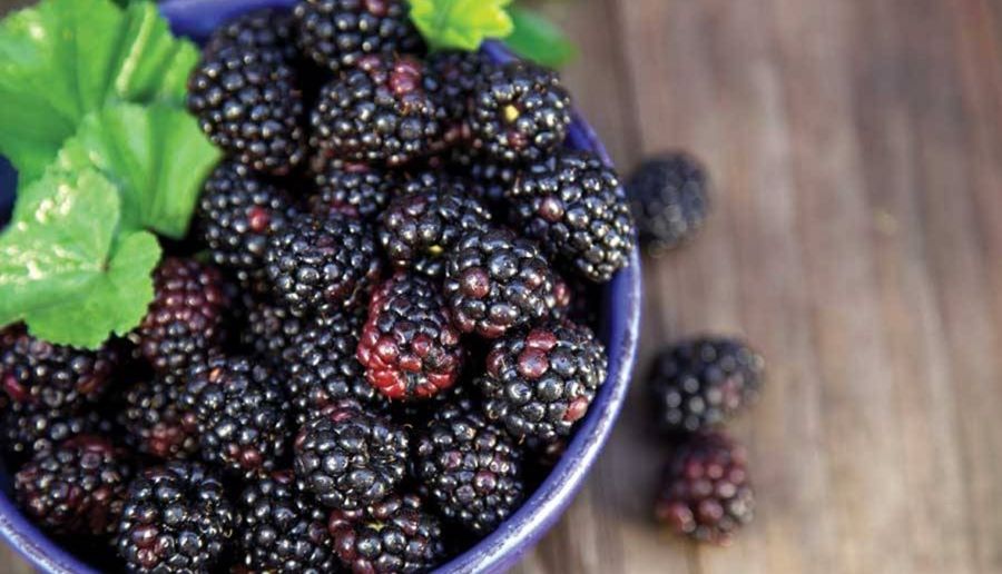 تفسير رؤية التوت في المنام للعزباء