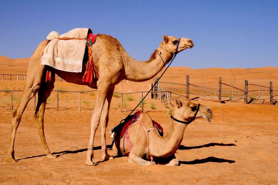 تفسير رؤية الجمل الصغير في المنام للمتزوجة