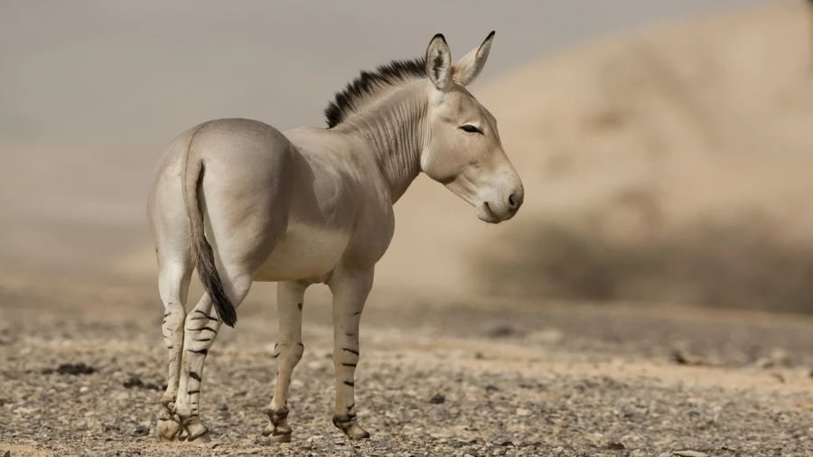 تفسير رؤية الحمار في المنام للرجل المتزوج