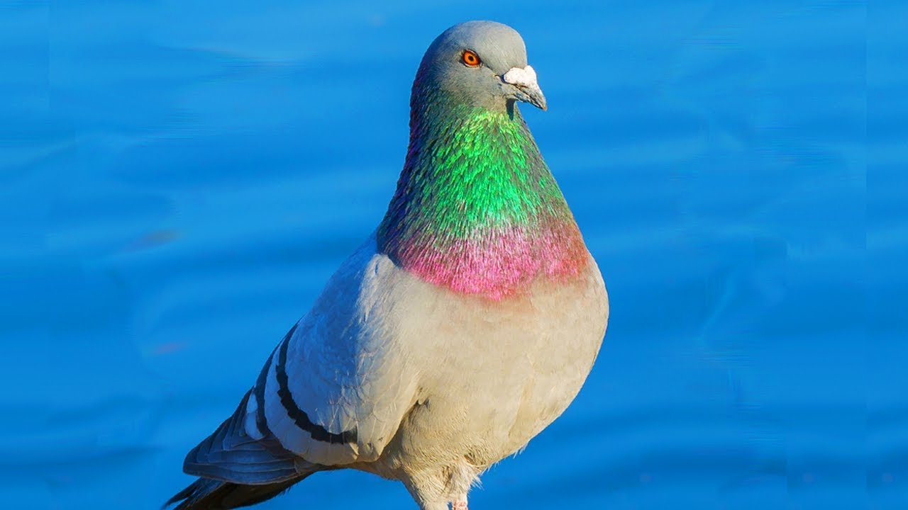 تفسير رؤية الحمام في المنام للأعزب