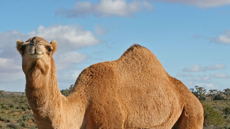 تفسير رؤية الخوف من الجمل في المنام للمطلقة