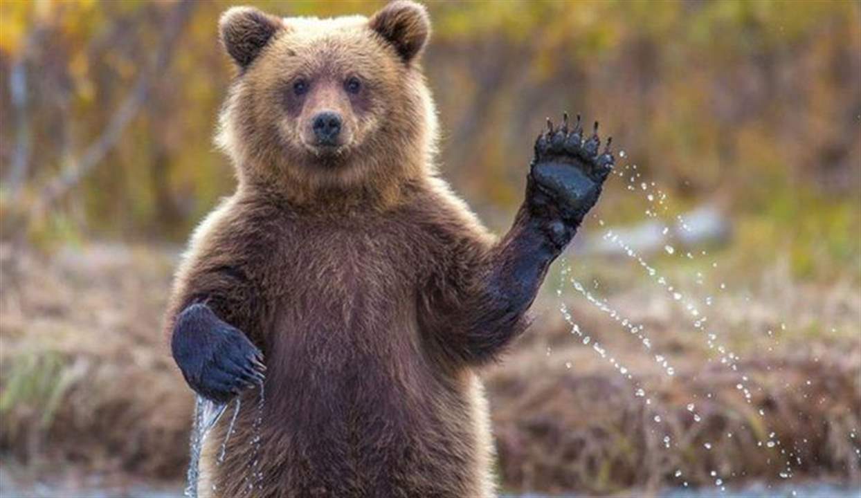 تفسير رؤية الدب في المنام لابن سيرين