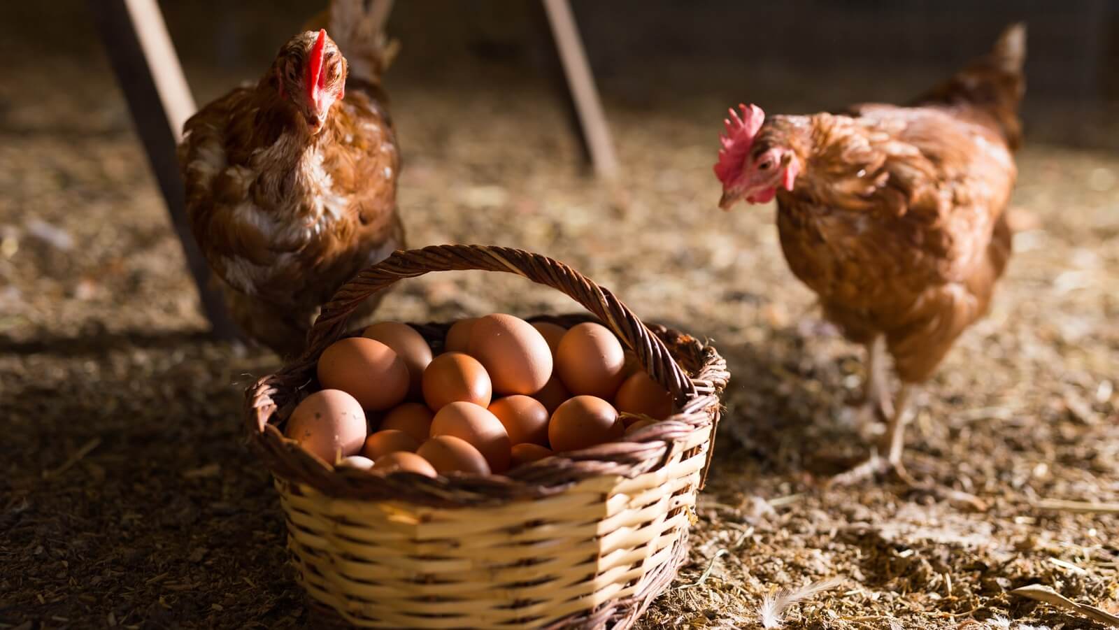 تفسير رؤية العثور على البيض في المنام